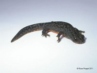 Bergmolch (Triturus alpestris) 2